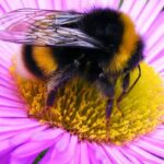 Bombus-terrestris-buff-tailed-bumblebee JaneVAdams